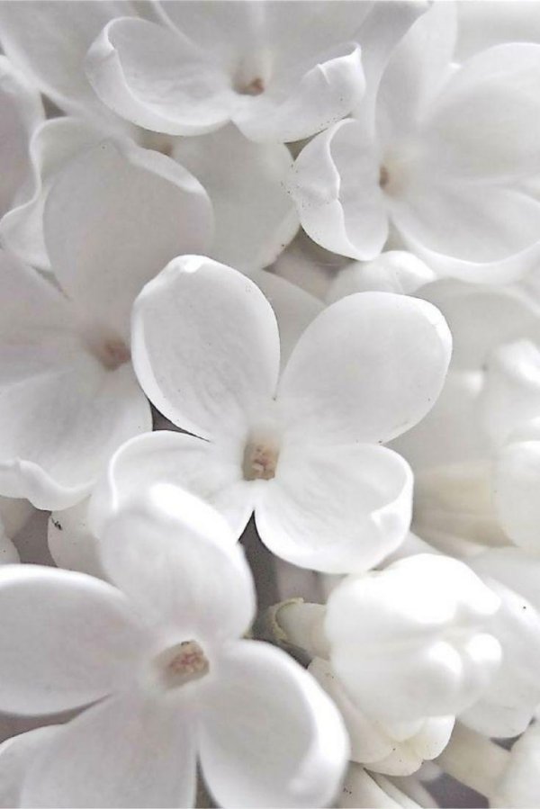 сирень белая