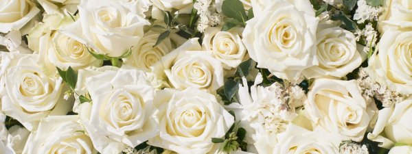 красивые открытки с белыми розами