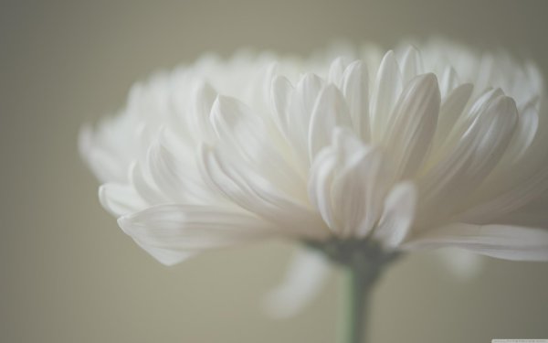 цветок хризантемы