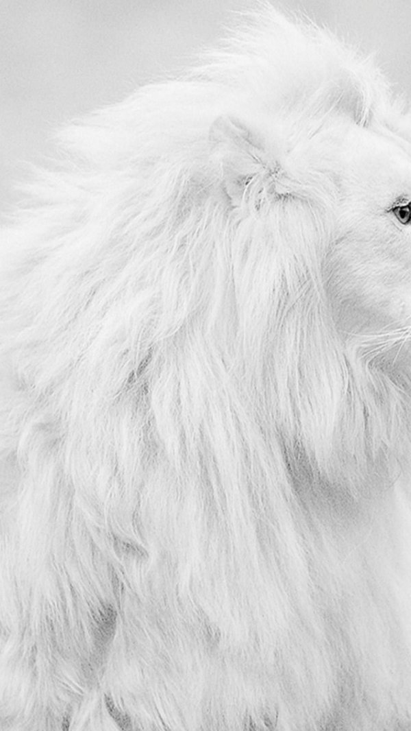 лев альбинос