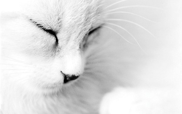 котик белый