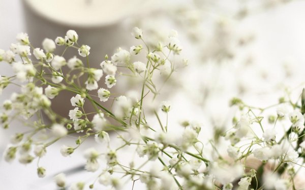 эстетика гипсофилы