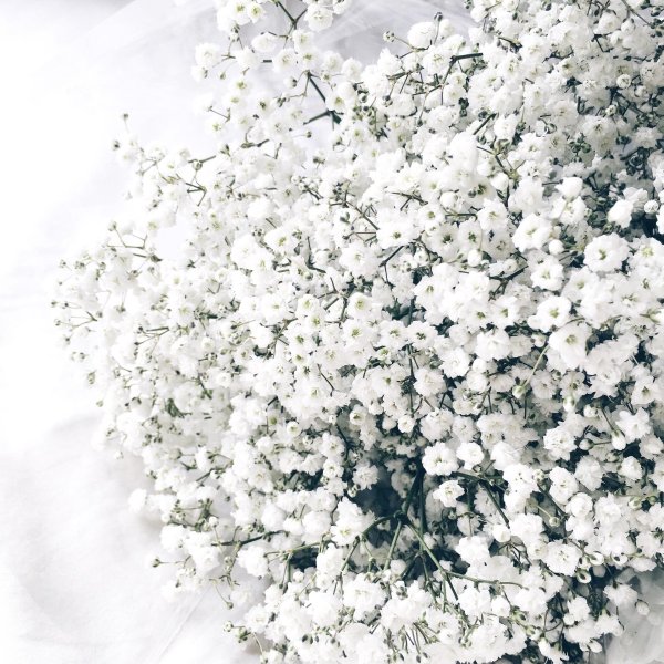 гипсофила аврора