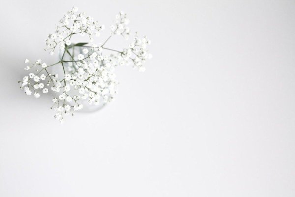 гипсофила метельчатая веточка