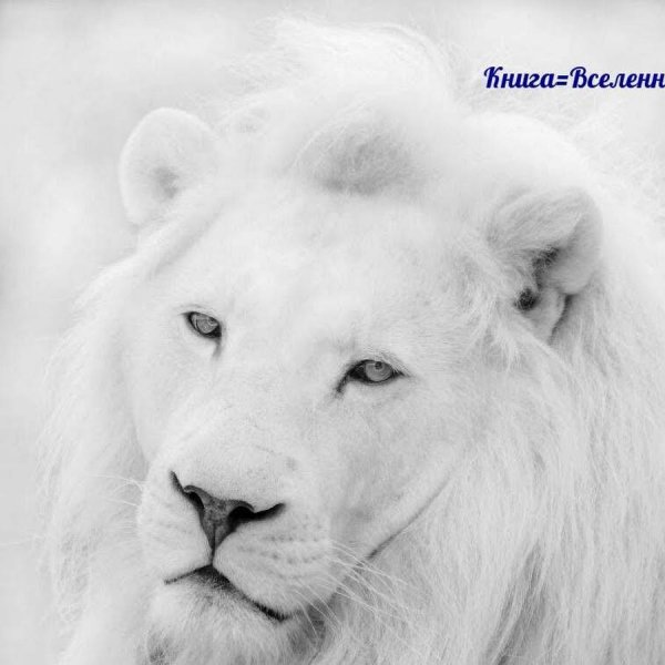 лев альбинос