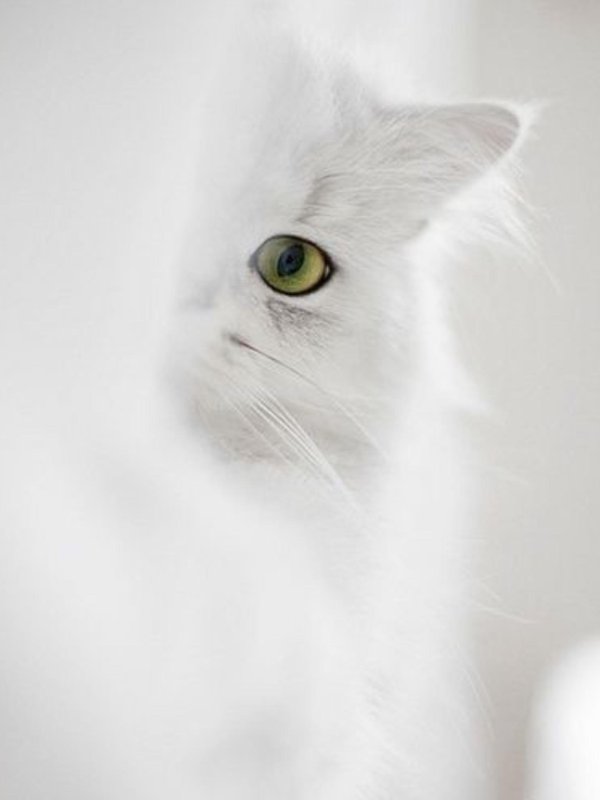 персидская шиншилла кошка