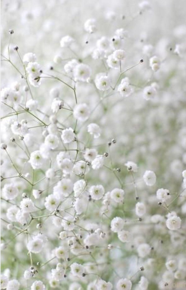 гипсофила метельчатая паутинка