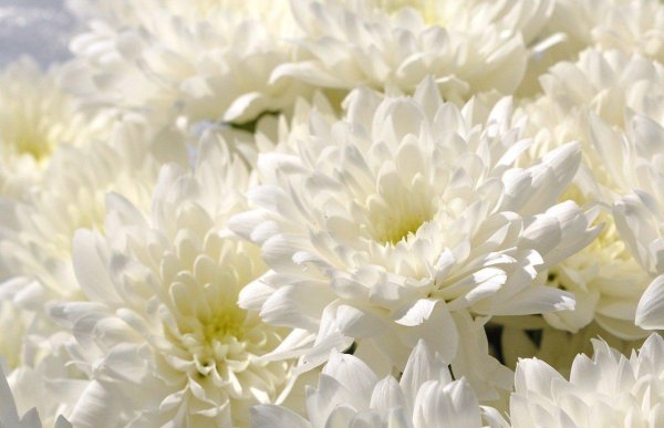 хризантема крупноцветковая брайтон