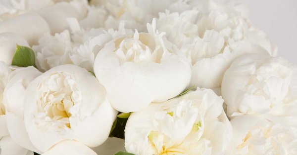 пион дюшес де орлеан