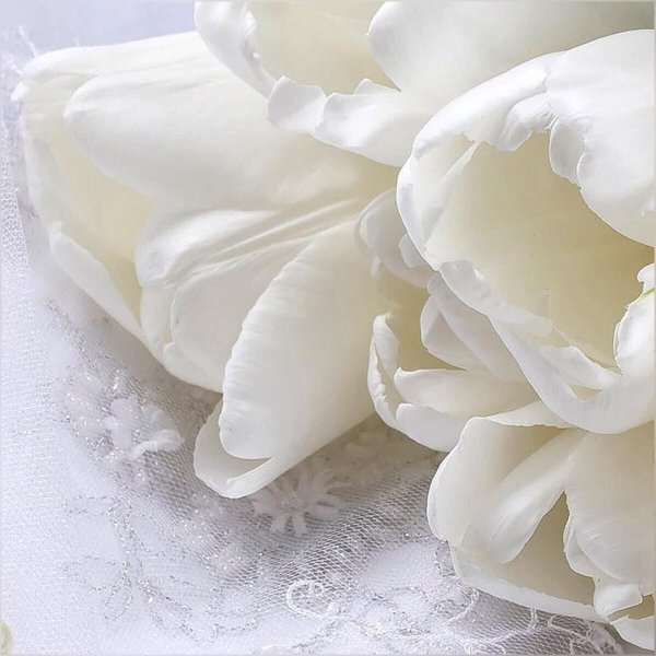 белые тюльпаны