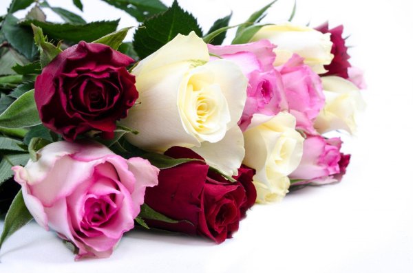 роза красно белая