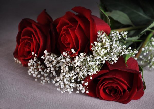 роза шикарная