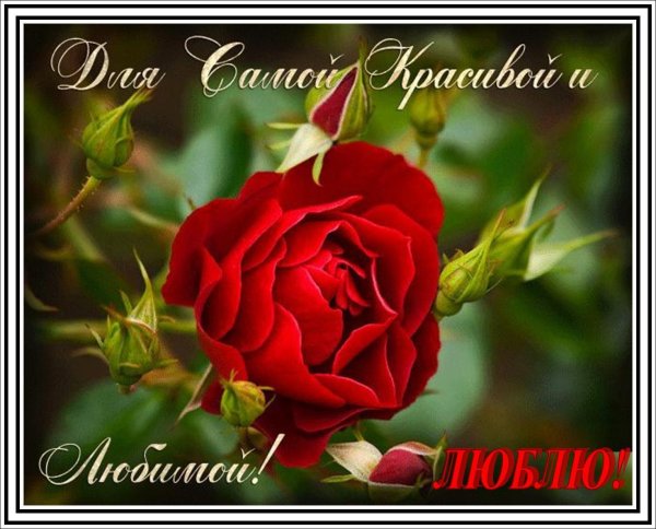 прекрасные цветы