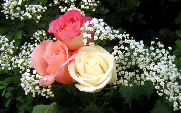 шикарные цветы