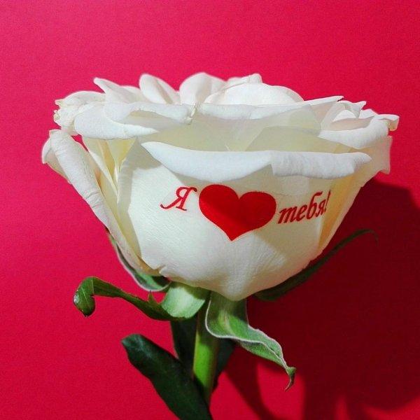 розы с надписью