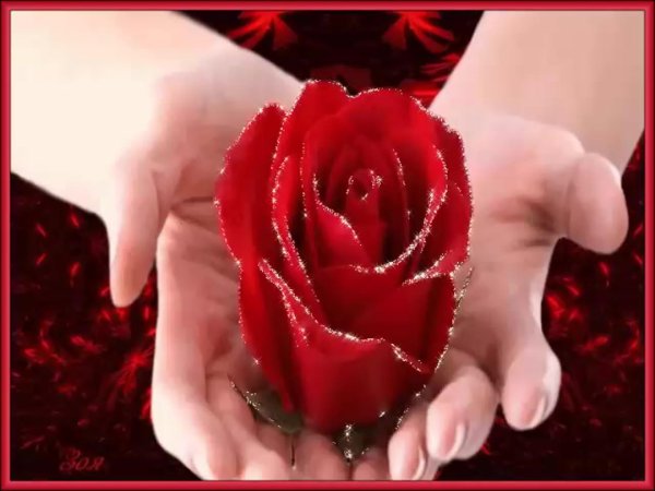 роза в ладонях