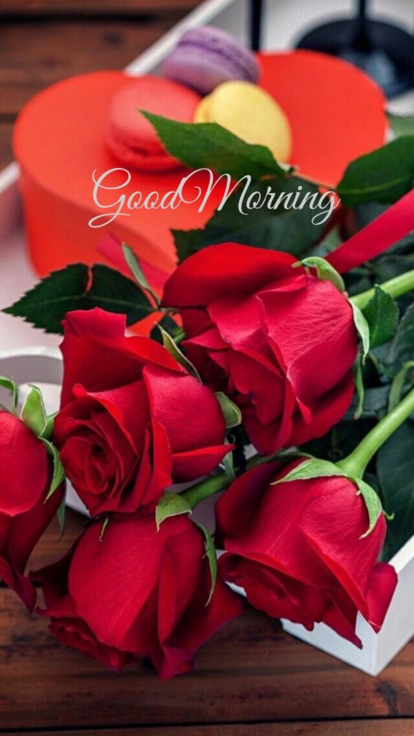 роза шикарная