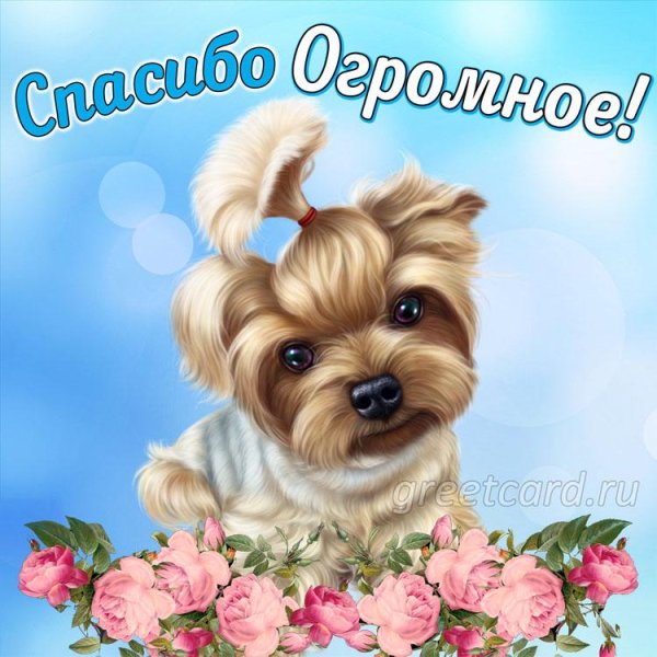 йоркширский терьер