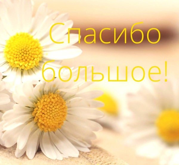 ромашка цветки