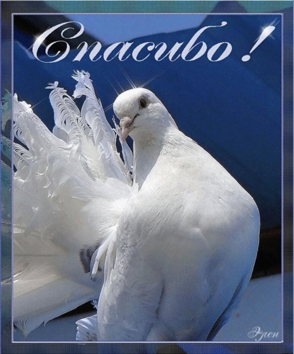 белые голуби