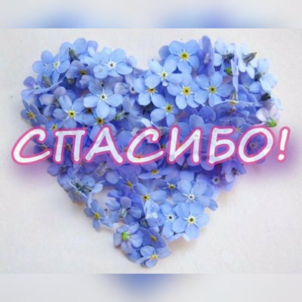 незабудка букет