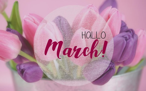 розовые тюльпаны