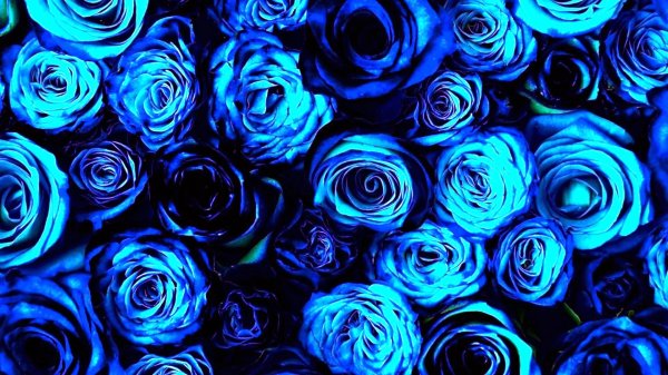 роза голубая