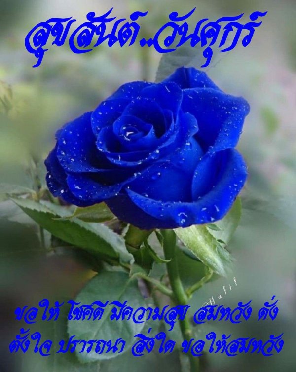 роза голубая