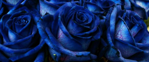 роза голубая