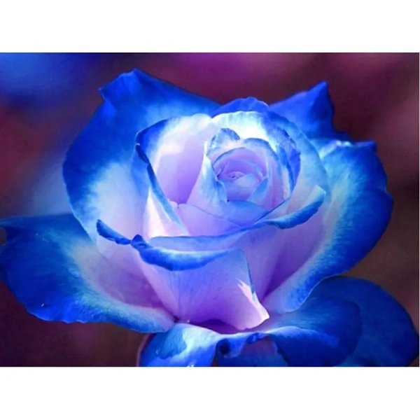 синие цветочки