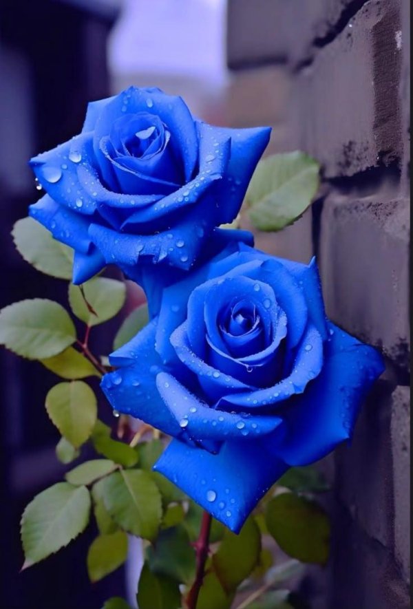 роза голубая