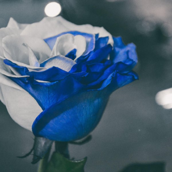 роза голубая