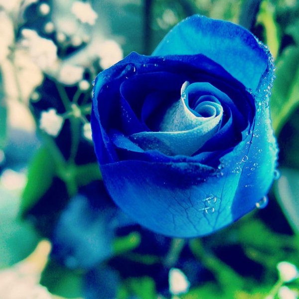 синяя роза селекция