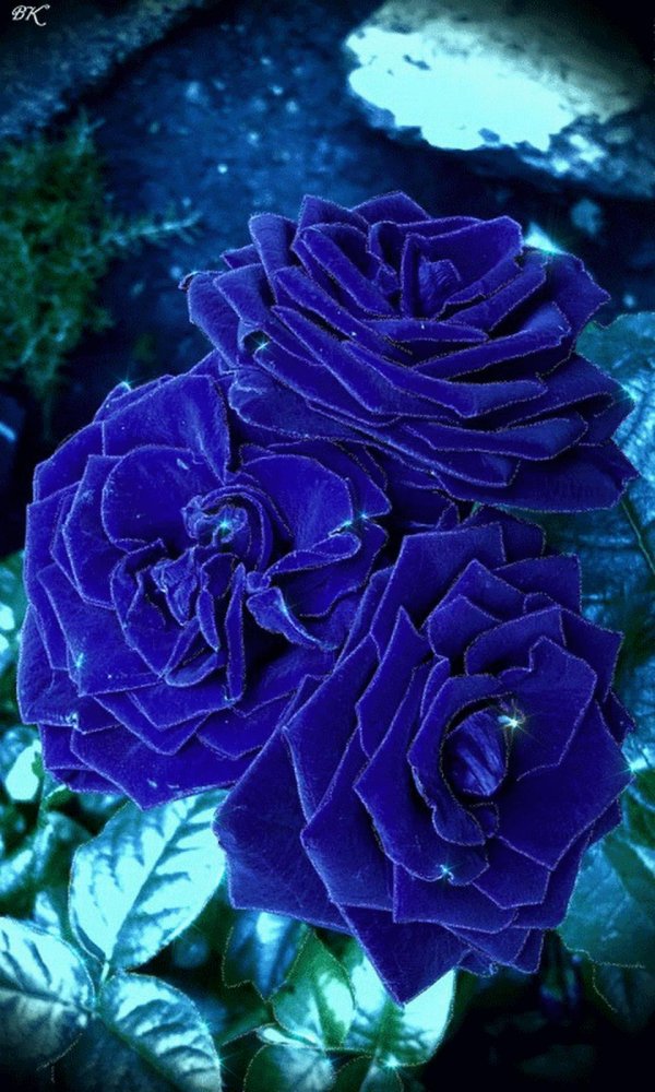 роза блю сапфир