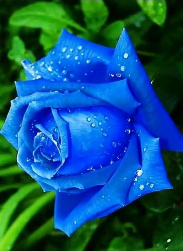 cиний цветок