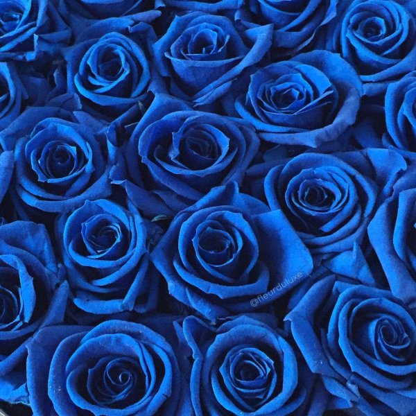 Синие розы