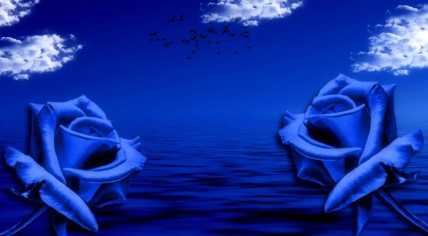 роза голубая