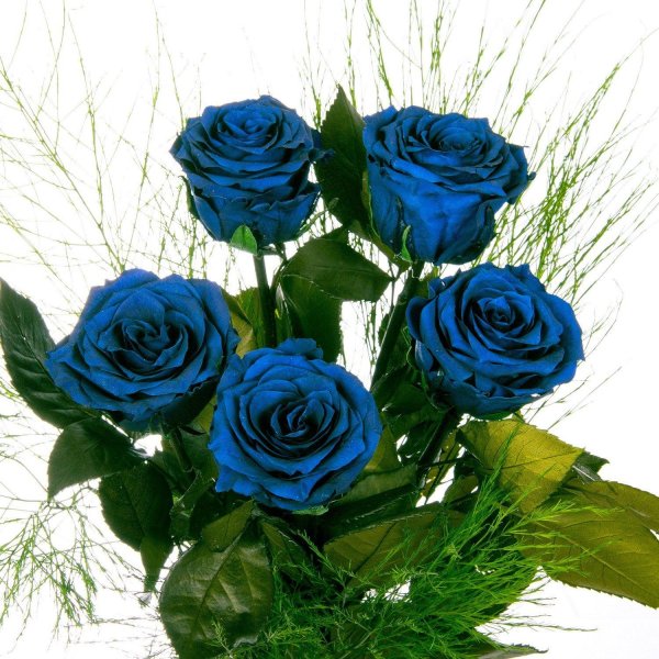 букет синих роз сапфир