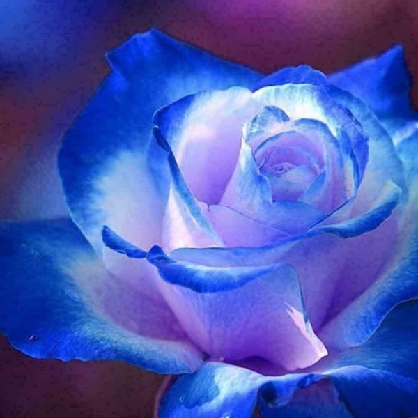 роза голубая