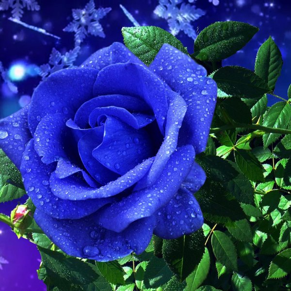 роза венделла синяя