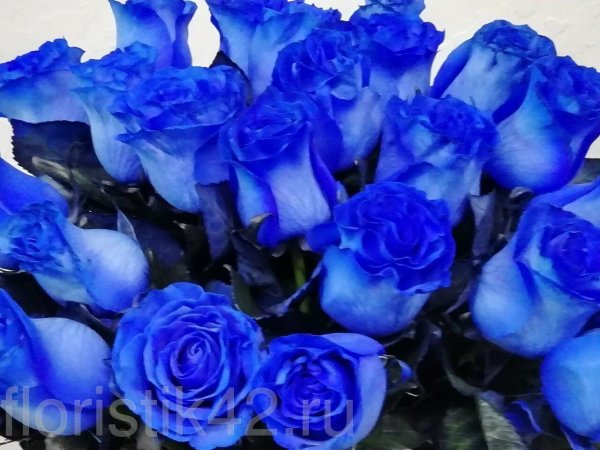 роза венделла синяя