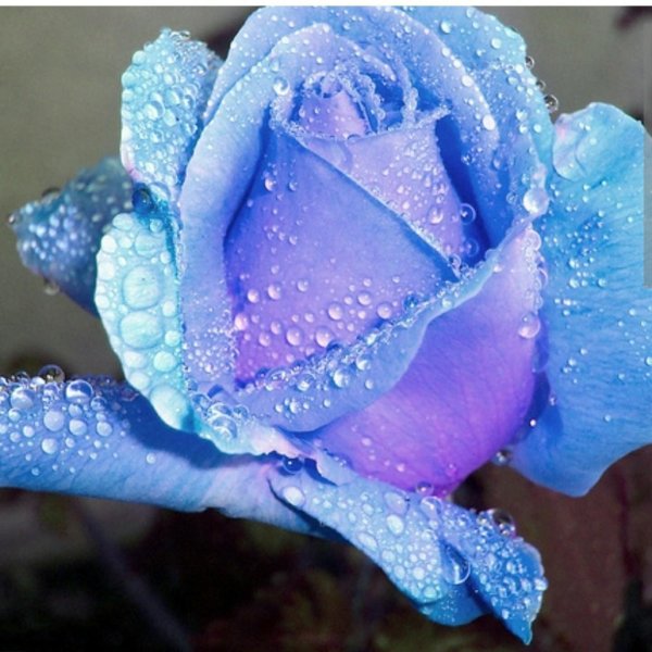 роза голубая