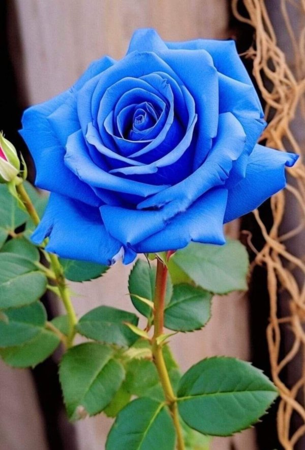 роза венделла синяя