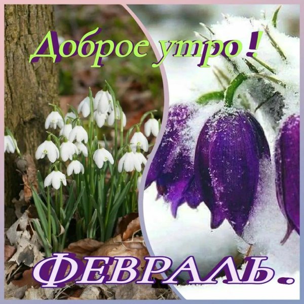 доброе утро февраль открытки