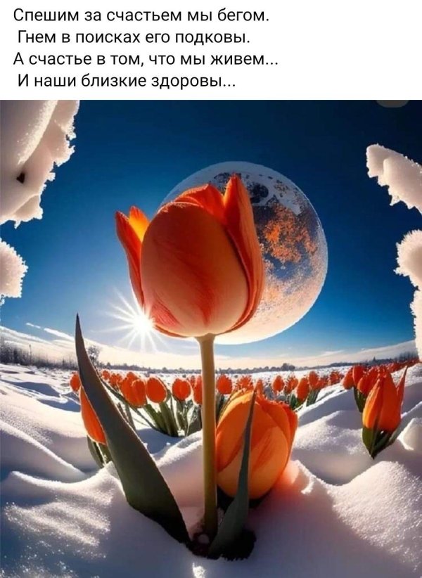 зимние тюльпаны