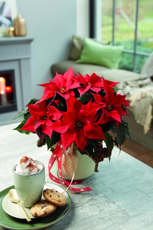 пуансеттия рождественский цветок