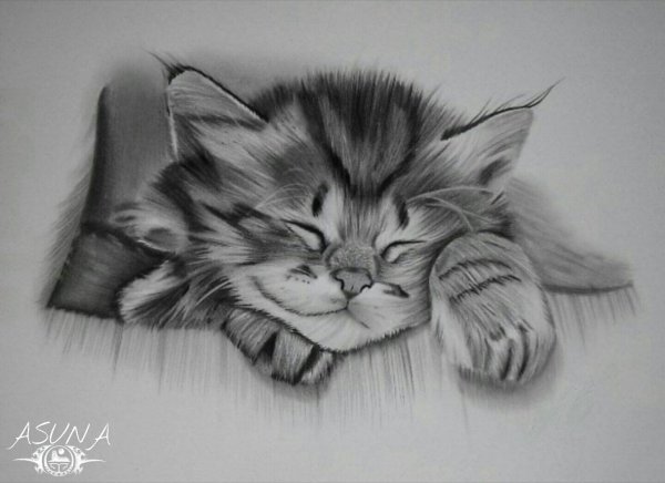 кот карандашом