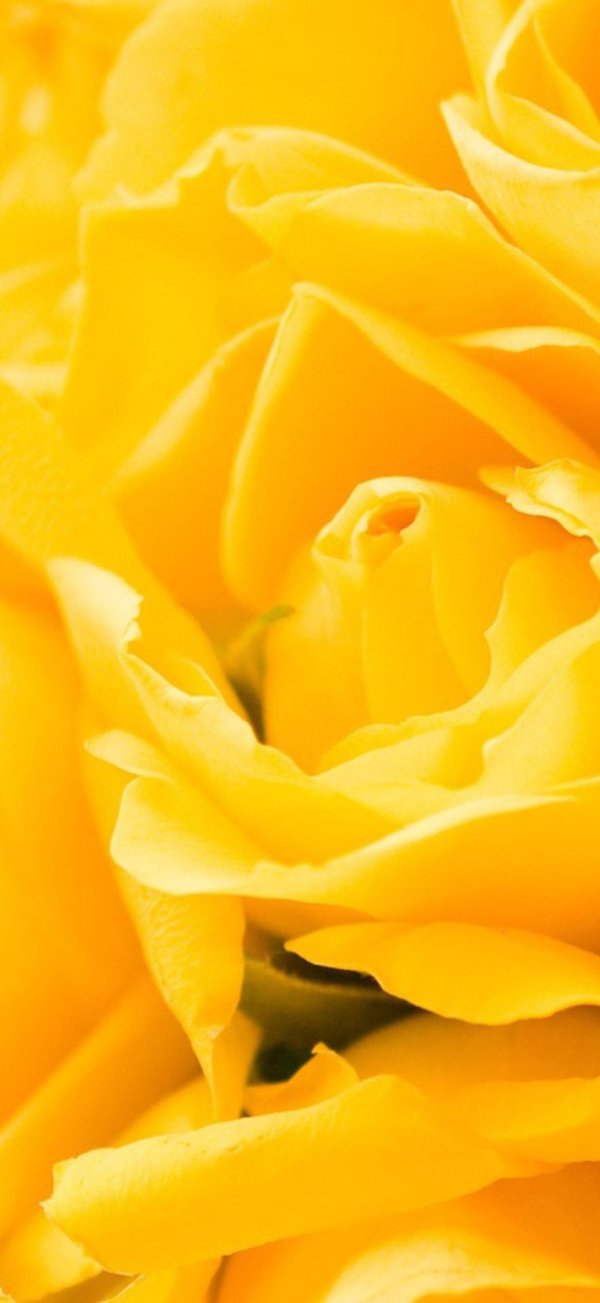 красивый желтый цвет