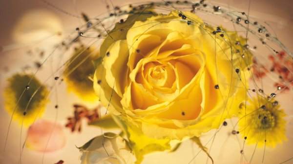 красивые желтые цветы