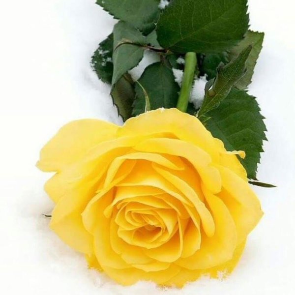 жёлтые розы одноголовые 9